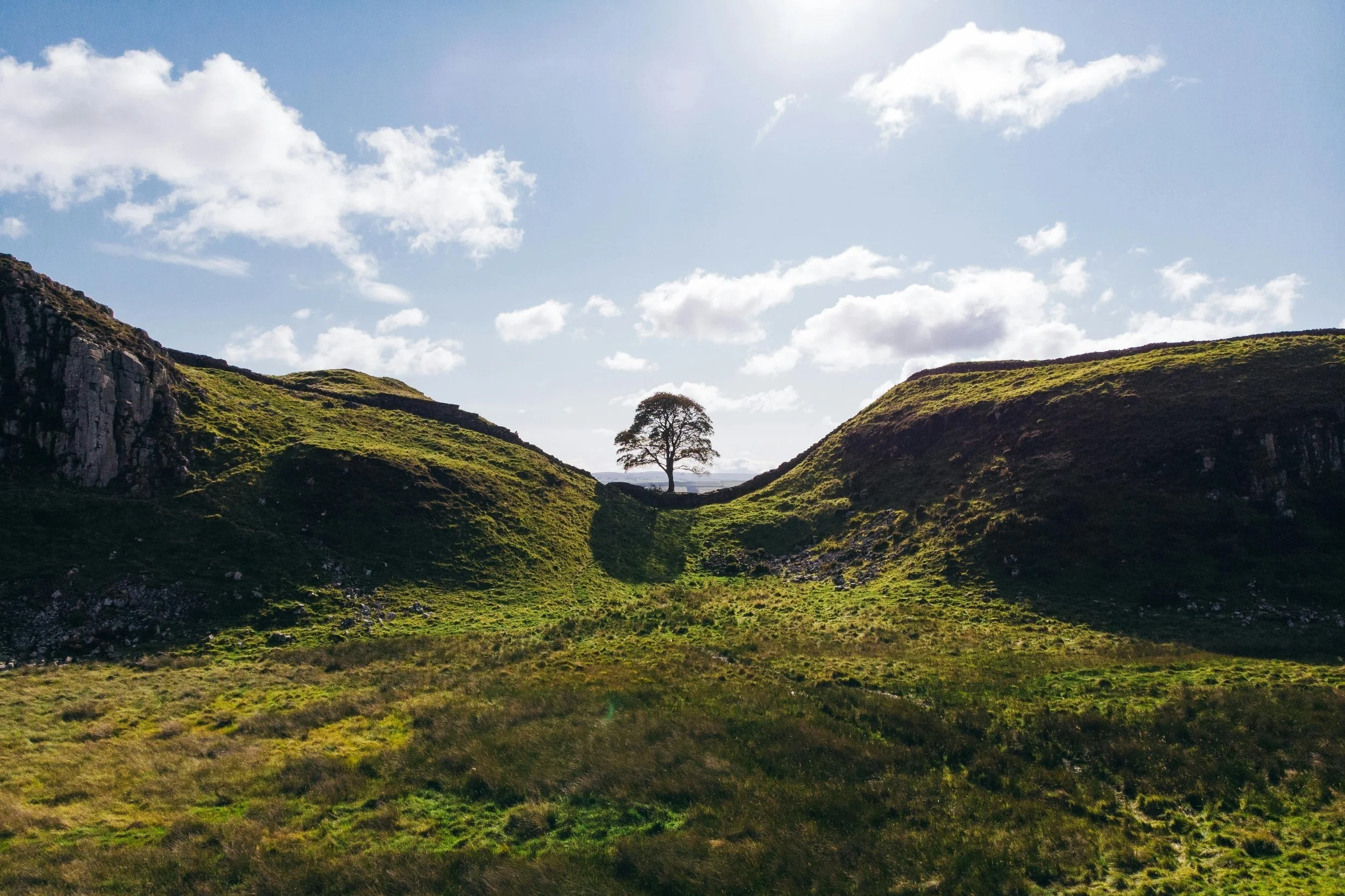The Sycamore Gap tree before it was felled
